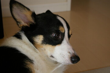 悲しい事があったような表情の若い黒いコーギー犬