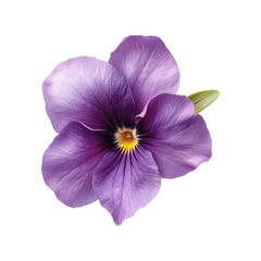 Close-up Purple Pansy Flower with Yellow Center