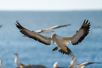 Cape gannet (Morus capensis) landing into the seabird colony. Bird Island, Lambert's Bay, Western Cape, South Africa.