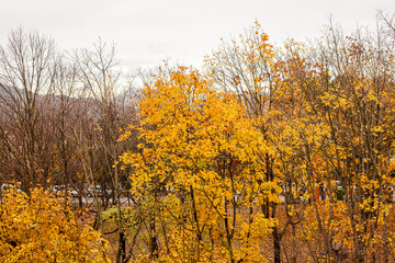 Alberi Autunnali con Foglie Gialle