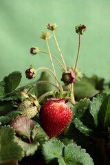 red wild strawberry fruit in summer close up