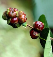 growing berries of Lonicera Vesicaria bush in park