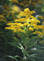 yellow inflorescences small flowers of Solidago Canadensis invasive plant in august 
