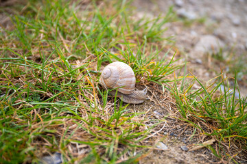 White snail hissing grasses and stone