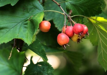 red small fruits of Crataegus Intricata plant in park close up