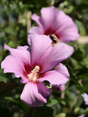 pink flowers of hibiscus bush in a garden