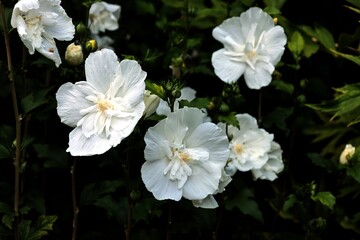 Obraz premium white flowers of hibiscus syriacus bush in park close up