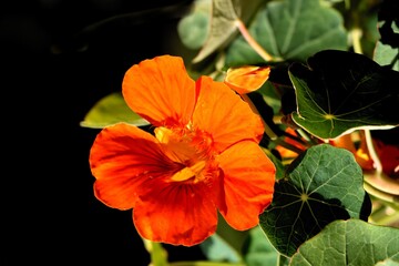 pretty orange flower of nasturtium ,tropacolum plant