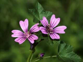 purple flowers of malva wild plant close up