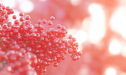 The image shows a cluster of spherical-shaped cocci bacteria in a 3D manner. Gram-positive cocci cells. Antibiotic-resistant infections, rheumatic fever diseases. Staphylococcus, streptococcus,