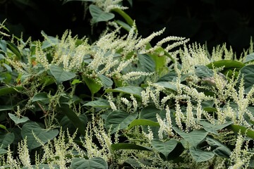 invasive plant weed Polygonum Cuspidatum with white flowers in summer