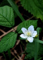 white flowers of wild bush blumberry in forest close up