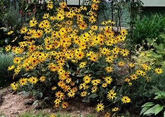 yellow flowers of rudbeckie in a garden