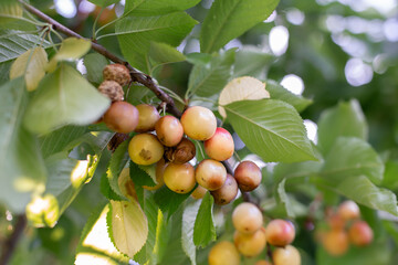 Rotten spoiled berry or fruit. Mold sweet cherries on tree in fruit garden. Spoiled berry. Diseases of trees. Gardening problems.