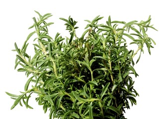 tasty herb for cooking meals savory-Saturaeia hortensis