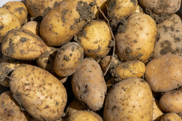 Patate appena Raccolte