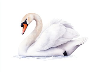 Fototapeta premium Illustrate a graceful swan in a low-angle view, showcasing its elegant neck and wings against a pristine white backdrop, in a detailed watercolor painting