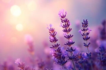 Fototapeta premium Lavender flowers background blossoms.