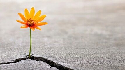 Orange Flower Growing Through Crack in Concrete