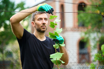 Handsome male winegrower working in his vineyard
