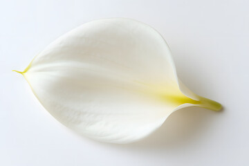 A beautiful floral arrangement showcases the elegant white calla lily, vibrant yellow lily, and delicate tulip, all isolated on a white background, capturing the essence of spring's beauty