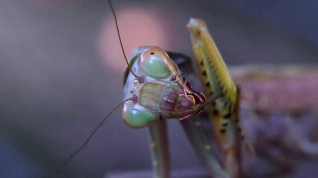 A brown-coloured praying mantis is seen cleaning itself on a leaf