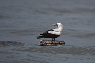 masked booby or Sula dactylatra or masked gannet at Mumbai, Maharashtra, India