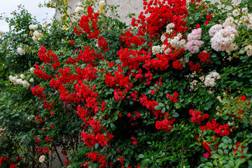 A wall covered in red and white flowers, landscaping concept
