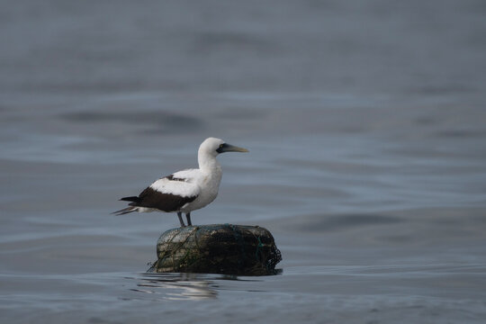 masked booby or Sula dactylatra or masked gannet at Mumbai, Maharashtra, India
