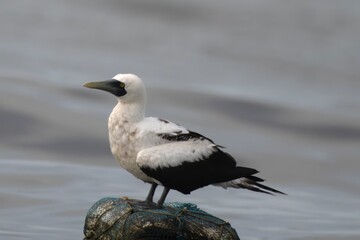 masked booby or Sula dactylatra or masked gannet at Mumbai, Maharashtra, India
