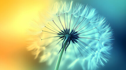 A Close-Up View of a Dandelion with Delicate White Seeds Against a Soft Blue and Yellow Background