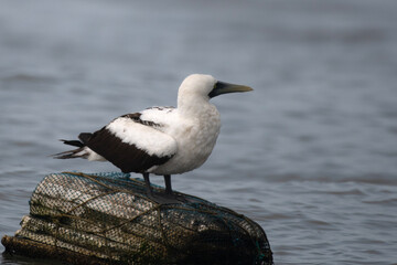 masked booby or Sula dactylatra or masked gannet at Mumbai, Maharashtra, India