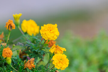 Obraz premium A bunch of yellow flowers with brown stems