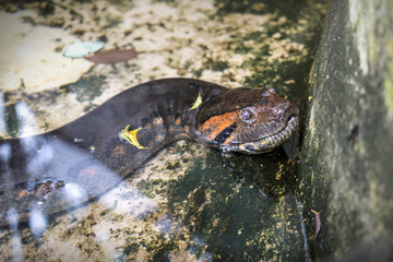 The head of a giant Amazon snake emerges from the water. Green Anaconda- Eunectes murinus snake in korat zoo Thailand.
