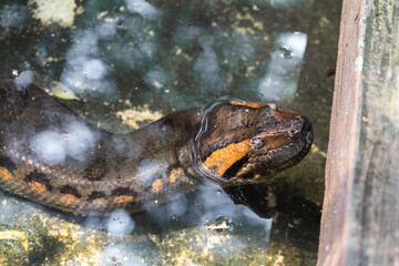 The head of a giant Amazon snake emerges from the water. Green Anaconda- Eunectes murinus snake in korat zoo Thailand.