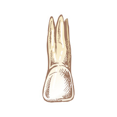 Highly detailed hand drawn human tooth  with roots. Hand drawn sketch. Illustration isolated on white background.