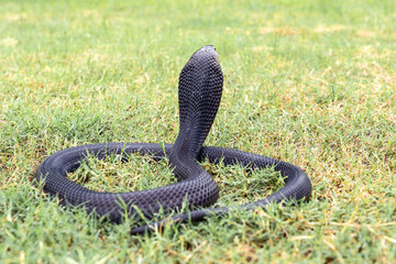 Venomous snake dangerous neurotoxin. Back of Black Brown Banded Cobra - Naja fuxi on the green...