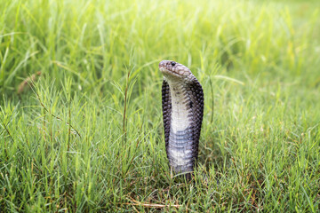 Venomous snake dangerous. Black Brown Banded Cobra - Naja fuxi that pops its head up to intimidate...