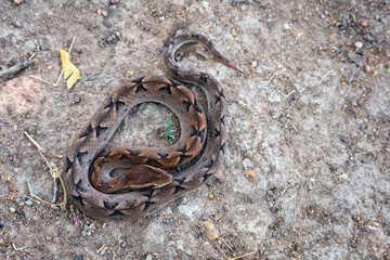 Snake with hemotoxic venom dangerous to the blood system. Malayan pit viper - Calloselasma...