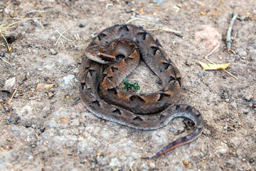 Snake with hemotoxic venom dangerous to the blood system. Malayan pit viper - Calloselasma rhodostoma coiled up still and ready to attack on the ground.