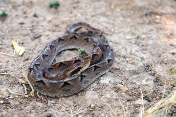 Snake with hemotoxic venom dangerous to the blood system. Malayan pit viper - Calloselasma rhodostoma coiled up still and ready to attack on the ground.