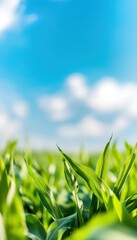 Obraz premium Lush green grass against a bright blue sky with soft clouds, illustrating nature's beauty and tranquility.