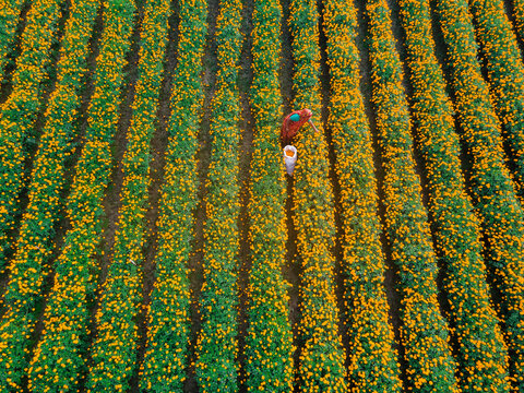Aerial view of a vibrant marigold flower garden with farmers picking flowers, Jhikargacha Upazila, Jassore, Bangladesh.