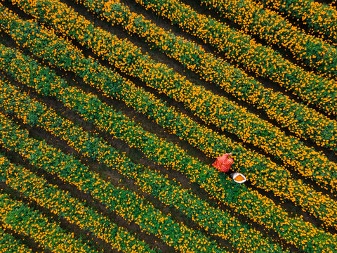 Aerial view of vibrant marigold flower fields being picked by farmers, Jhikargacha Upazila, Bangladesh.