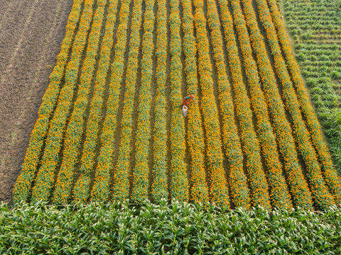 Aerial view of vibrant marigold flower garden with blooming rows, Jhikargacha Upazila, Bangladesh.