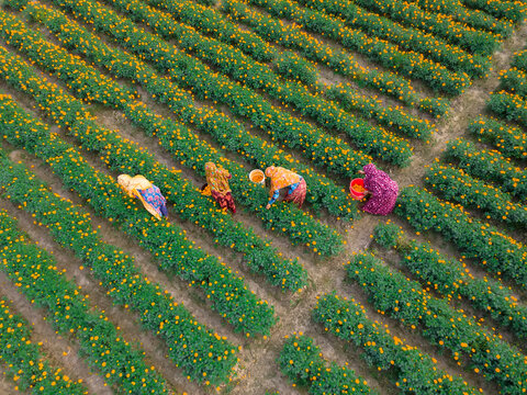 Aerial view of a vibrant marigold flower garden with people picking flowers, Jhikargacha Upazila, Jassore, Bangladesh.