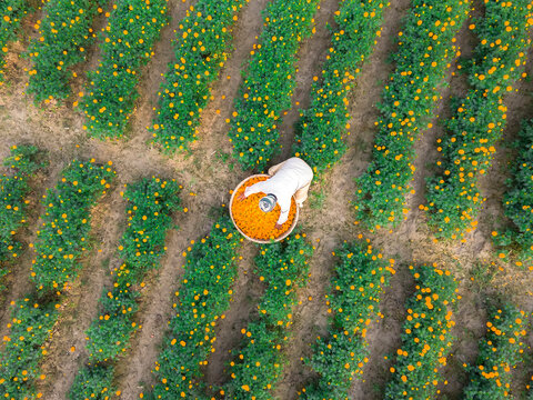 Aerial view of vibrant marigold flower garden with rows of blooming flowers, Jhikargacha Upazila, Bangladesh.
