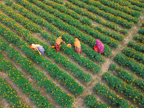 Aerial view of vibrant marigold flower garden with women picking flowers, Jhikargacha Upazila, Jassore, Bangladesh.