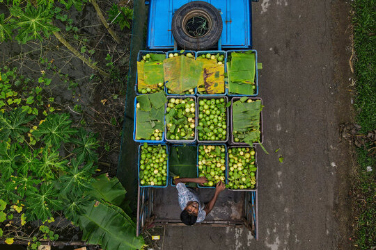 Barishal, Bangladesh - 13 August 2021: Aerial view of floating guava market with boats and vendors, Barishal, Bangladesh.