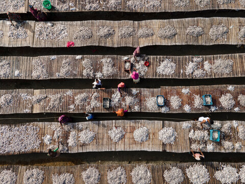 Aerial view of dried fish processing with traditional techniques and workers in rows, Cox Bazar, Bangladesh.